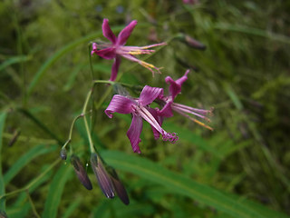 Prenanthes purpurea