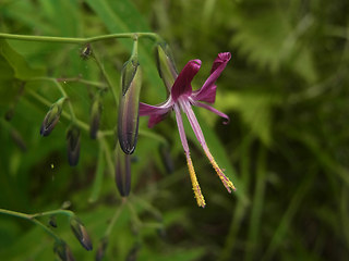 Prenanthes purpurea