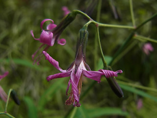 Prenanthes purpurea