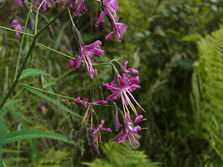 Prenanthes purpurea