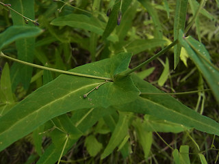 Prenanthes purpurea