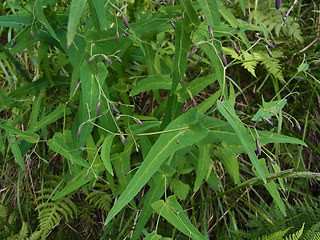 Prenanthes purpurea