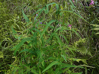 Prenanthes purpurea