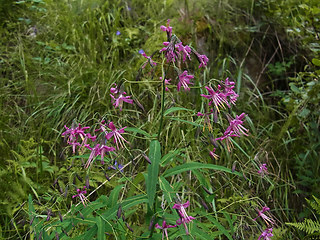 Prenanthes purpurea