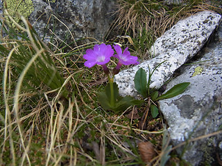 Primula daonensis