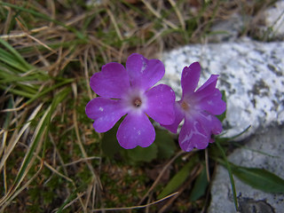 Primula daonensis