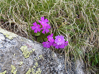 Primula daonensis