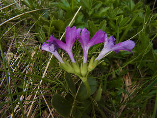 Primula daonensis