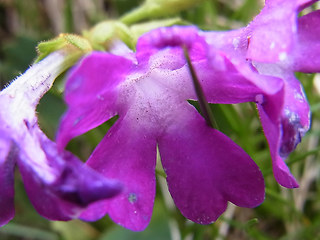 Primula daonensis