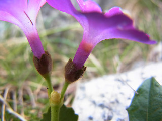 Primula daonensis