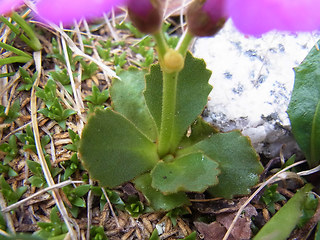 Primula daonensis