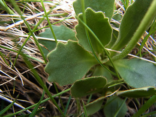 Primula daonensis