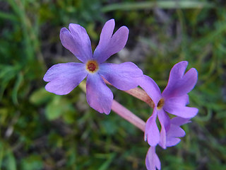 Primula haller