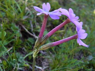 Primula haller