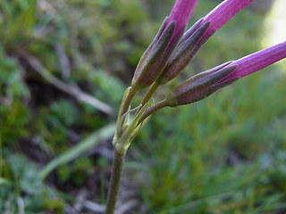 Primula haller