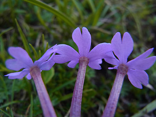 Primula haller