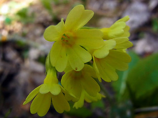 Primula veris