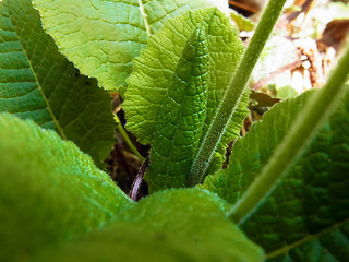 Primula veris