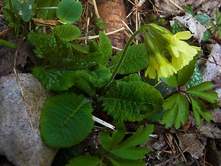 Primula veris