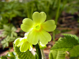 Primula veris