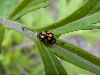 Propylea quatuordecimpunctata