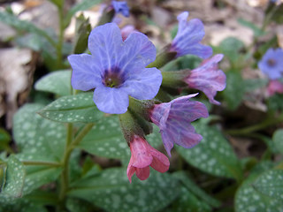 Pulmonaria officinalis