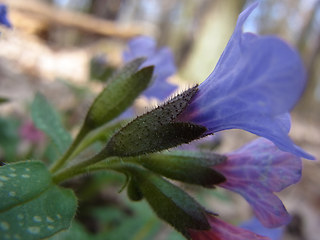 Pulmonaria officinalis