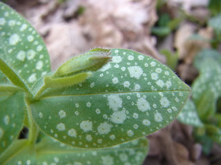 Pulmonaria officinalis