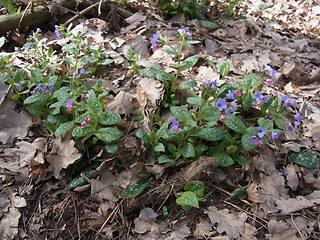 Pulmonaria officinalis