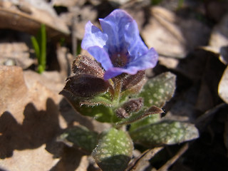 Pulmonaria officinalis