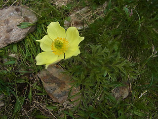 Pulsatilla alpina ssp. apiifolia