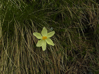 Pulsatilla alpina ssp. apiifolia