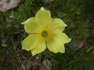 Pulsatilla alpina ssp. apiifolia