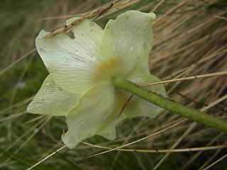 Pulsatilla alpina ssp. apiifolia