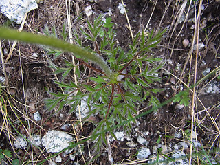 Pulsatilla alpina ssp. apiifolia