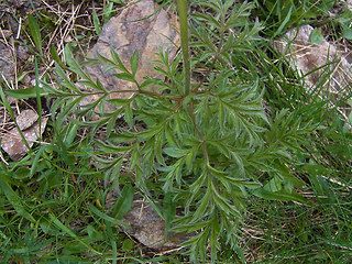 Pulsatilla alpina ssp. apiifolia