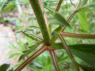 Pulsatilla alpina ssp. apiifolia