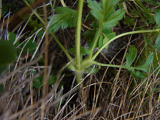 Pulsatilla alpina ssp. apiifolia