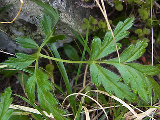 Pulsatilla alpina ssp. apiifolia