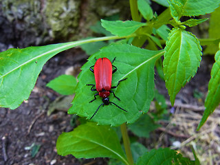 Pyrochroa coccinea