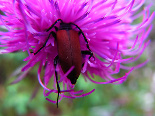 Pyrochroa coccinea