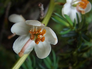 Pyrola rotundifolia