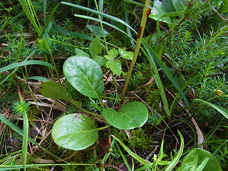 Pyrola rotundifolia