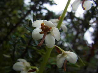 Pyrola rotundifolia