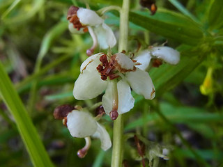 Pyrola rotundifolia