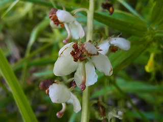 Pyrola rotundifolia