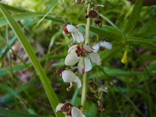 Pyrola rotundifolia