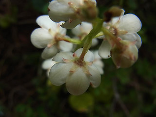 Pyrola rotundifolia