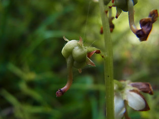 Pyrola rotundifolia