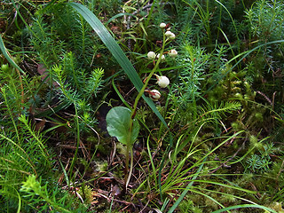 Pyrola rotundifolia